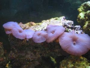 Mushrooms