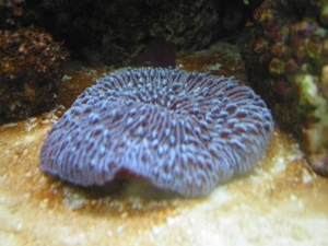 Purple Fungia