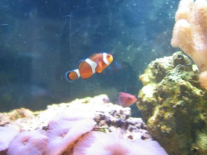 occelaris and six line wrasse