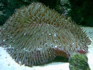 Plate_Coral
