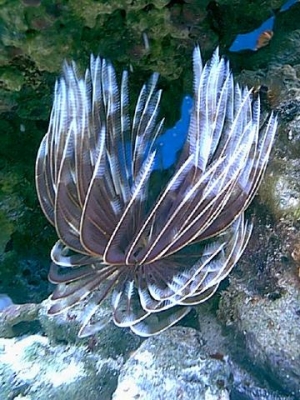 Feather_duster