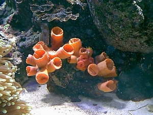 orange_cup_coral_closed