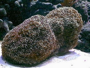 galaxia_coral