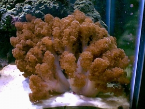 colt_coral