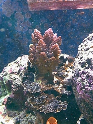 acro-2