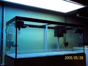 My brothers fish tank