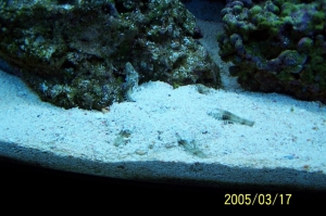 Star fish