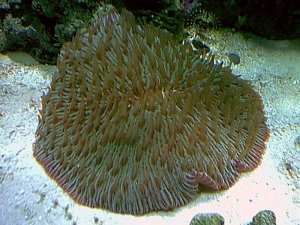 plate_coral2
