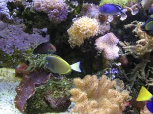 180 REEF