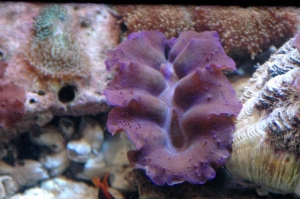 Crocus Giant Clam