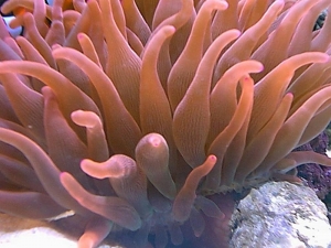 rosebta