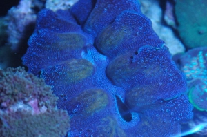 Crocus Giant Clam
