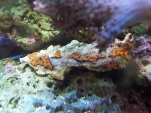 Tunicates