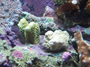 New SPS Frags