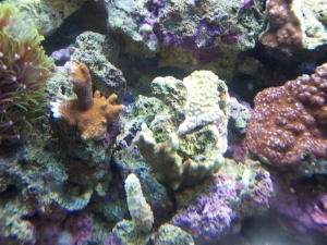 More SPS Frags