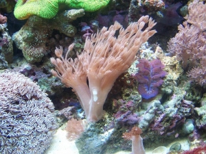 Xenia, Clam ETC