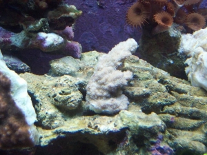 New Montipora