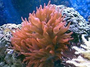 rosebta2
