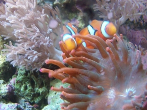 Clowns And RBTA