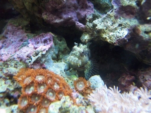 Blenny & Zoos