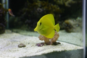 Yellow Tang