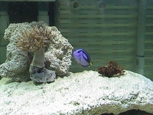 Dori and first corals