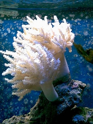 Spagetti_Coral