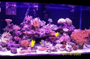 120_gal_reef_1