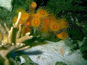 Cup Coral  open at night