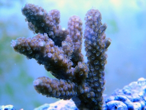 New frag