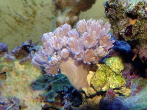 Fast pulse Pink Zenia