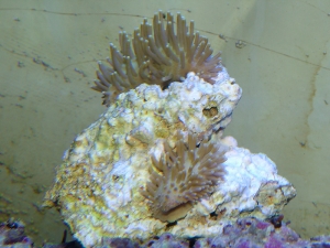I started these frags
