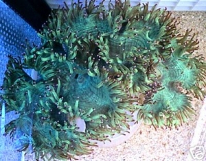 Elegence Coral