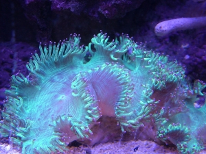 My new Elegence coral