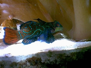 Mandarin2