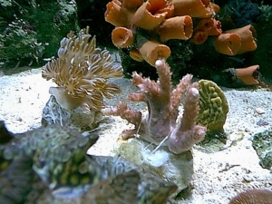 Frags1