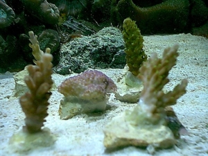 frags2