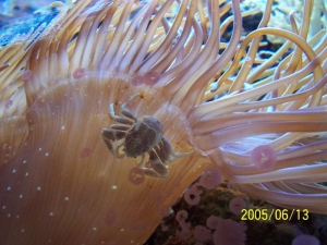 Anemone crab