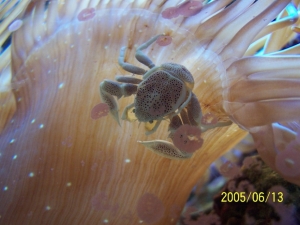 Anemone crab