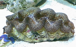 teardropmaxima