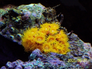 Sun polyps