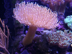 Shrooms anyone