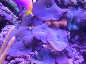 Deep Purple