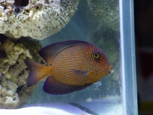 Chevron_Tang_1_