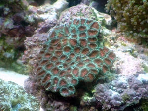 Pineapple coral