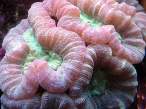 Candy_macro
