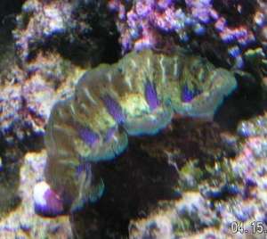 new clam