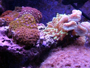 Zoas