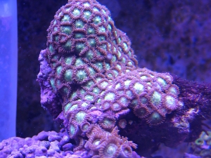 zoas200
