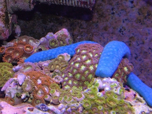 Blue Linkia